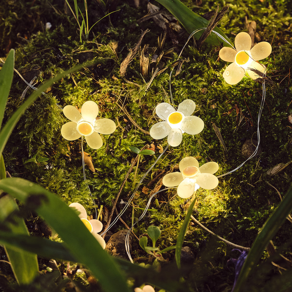 LED-Gänseblümchen-Lichterkette leuchtet auf Moos im Garten bei Dunkelheit