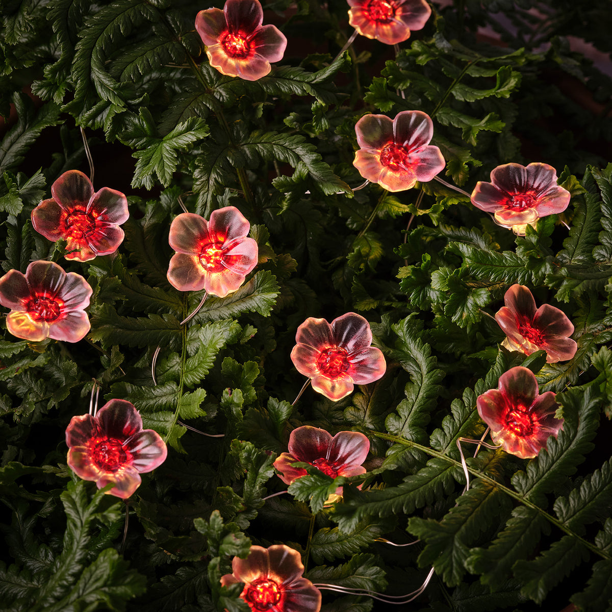 LED-Lichterkette mit pinken Kirschblüten leuchtet zwischen grünen Blättern