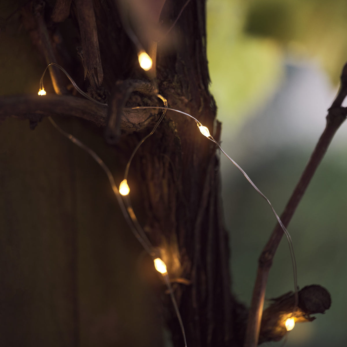 LED-Lichterkette mit warmweißem Licht um einen Baumstamm gewickelt