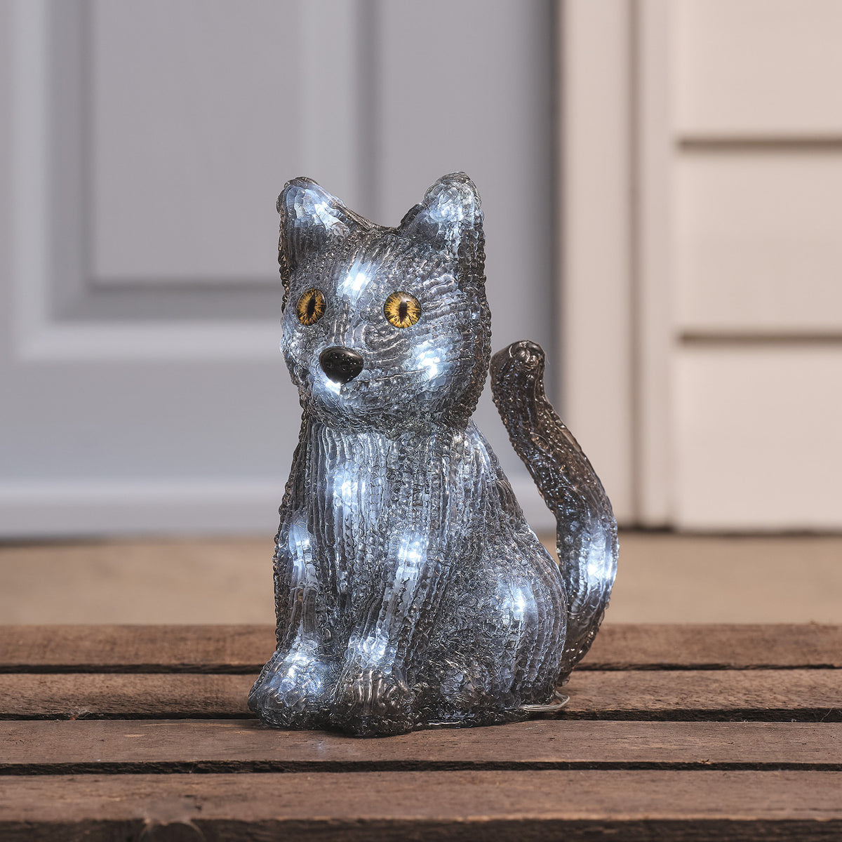 Katze "Jet"