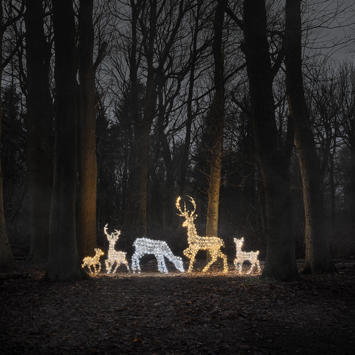 LED-Rentierfamilie XL Studley mit kaltweiß leuchtenden Rentierfiguren im dunklen Wald