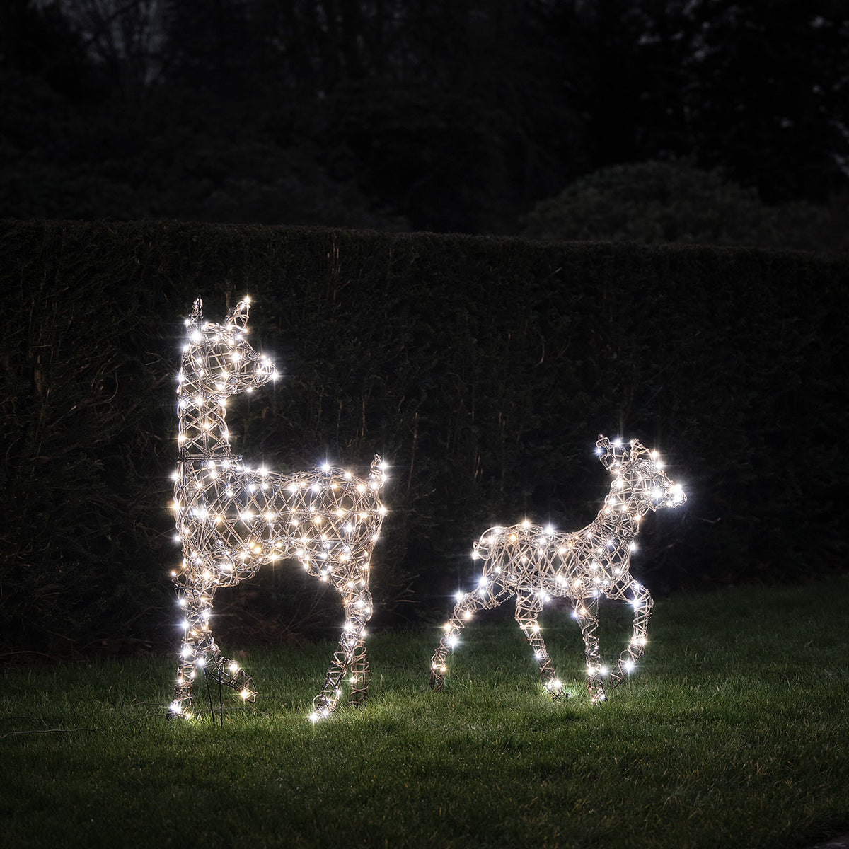 LED-Rentier Hirschkuh und Rehkitz mit kaltweißen LEDs leuchtend im Garten vor Hecke