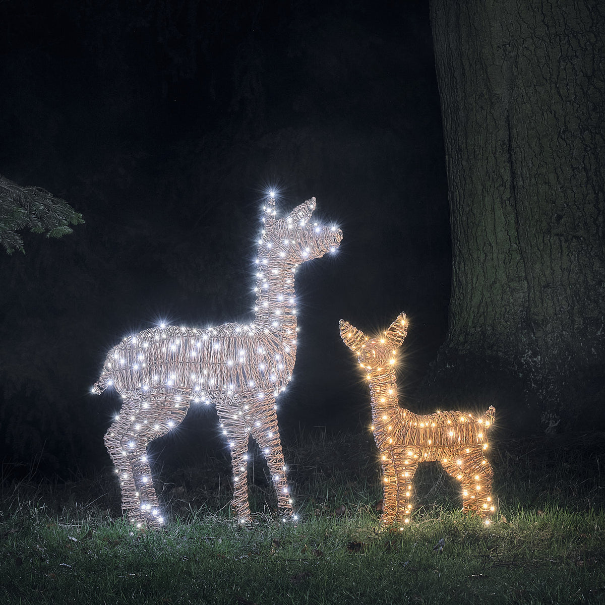 Zwei LED-Rentiere in Rattanoptik mit weißem Licht im Garten bei Nacht