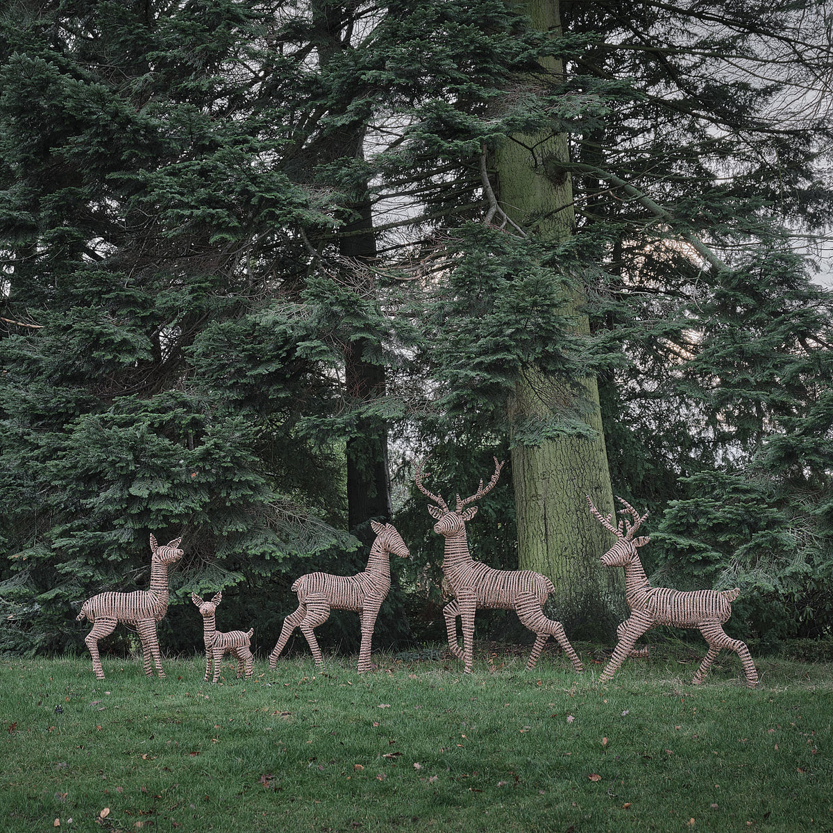 Mehrere Rentiere in Rattanoptik stehen tagsüber auf einer Wiese vor Bäumen