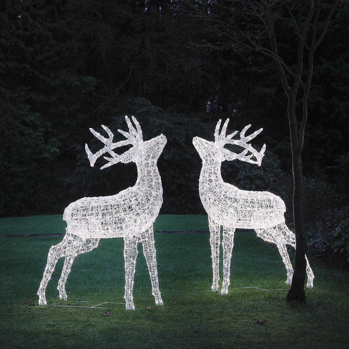 Zwei weiße LED-Hirschfiguren aus Acryl mit erhobenem Geweih im Garten bei Nacht
