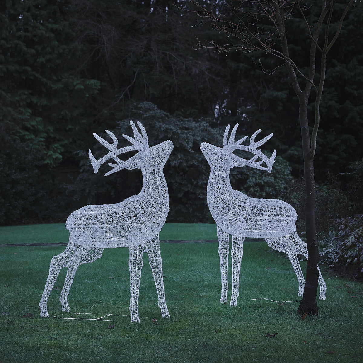 Zwei weiße LED-Hirschfiguren aus Acryl mit erhobenem Geweih im Garten bei Nacht