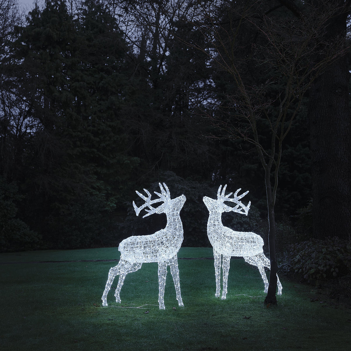 Zwei LED-Hirschfiguren aus weißem Acryl mit kühlem weißen Licht im Garten bei Nacht