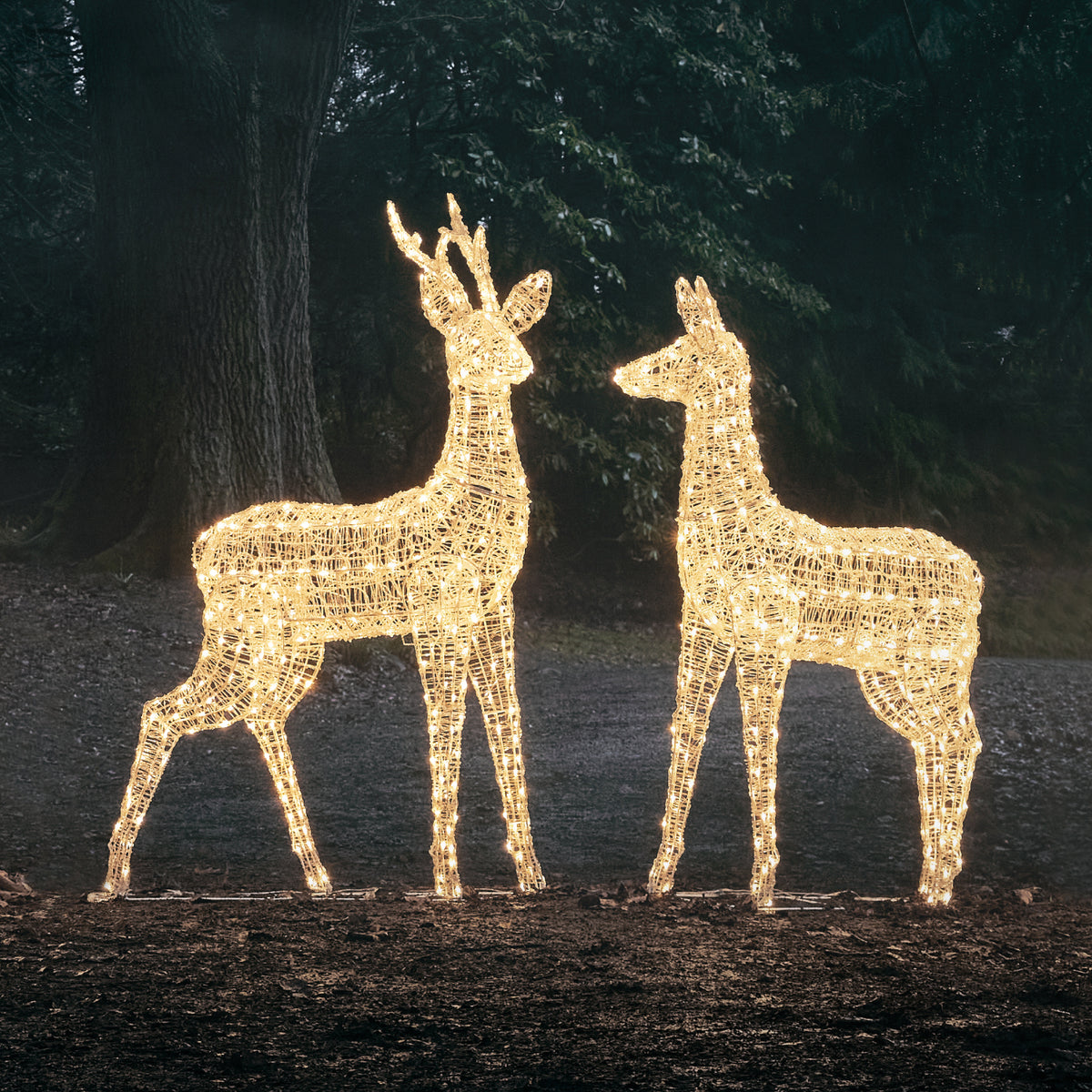 Zweifarbig beleuchtetes LED-Rentierpaar aus Acryl im Garten bei Dämmerung