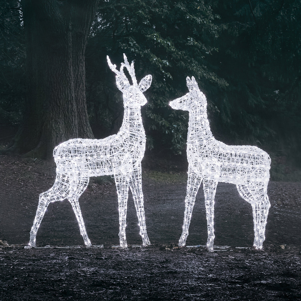 LED-Rentierpaar mit weißem Licht im Garten bei Nacht vor dunklem Hintergrund
