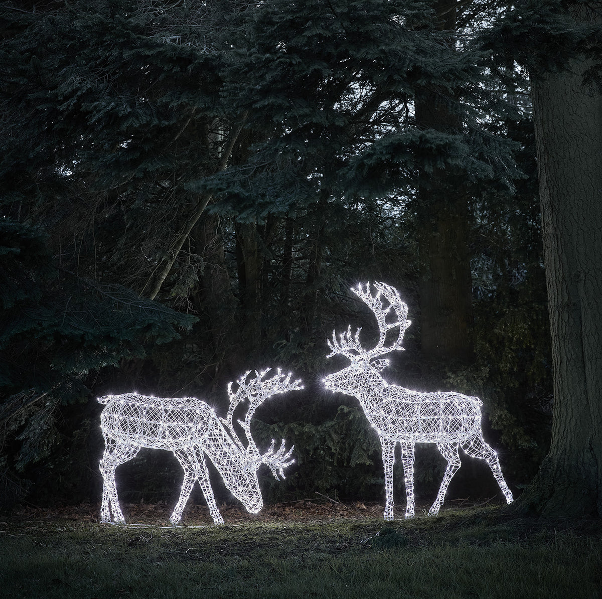 Zwei LED-Rentiere mit weißem Licht stehen nachts vor dunklen Bäumen
