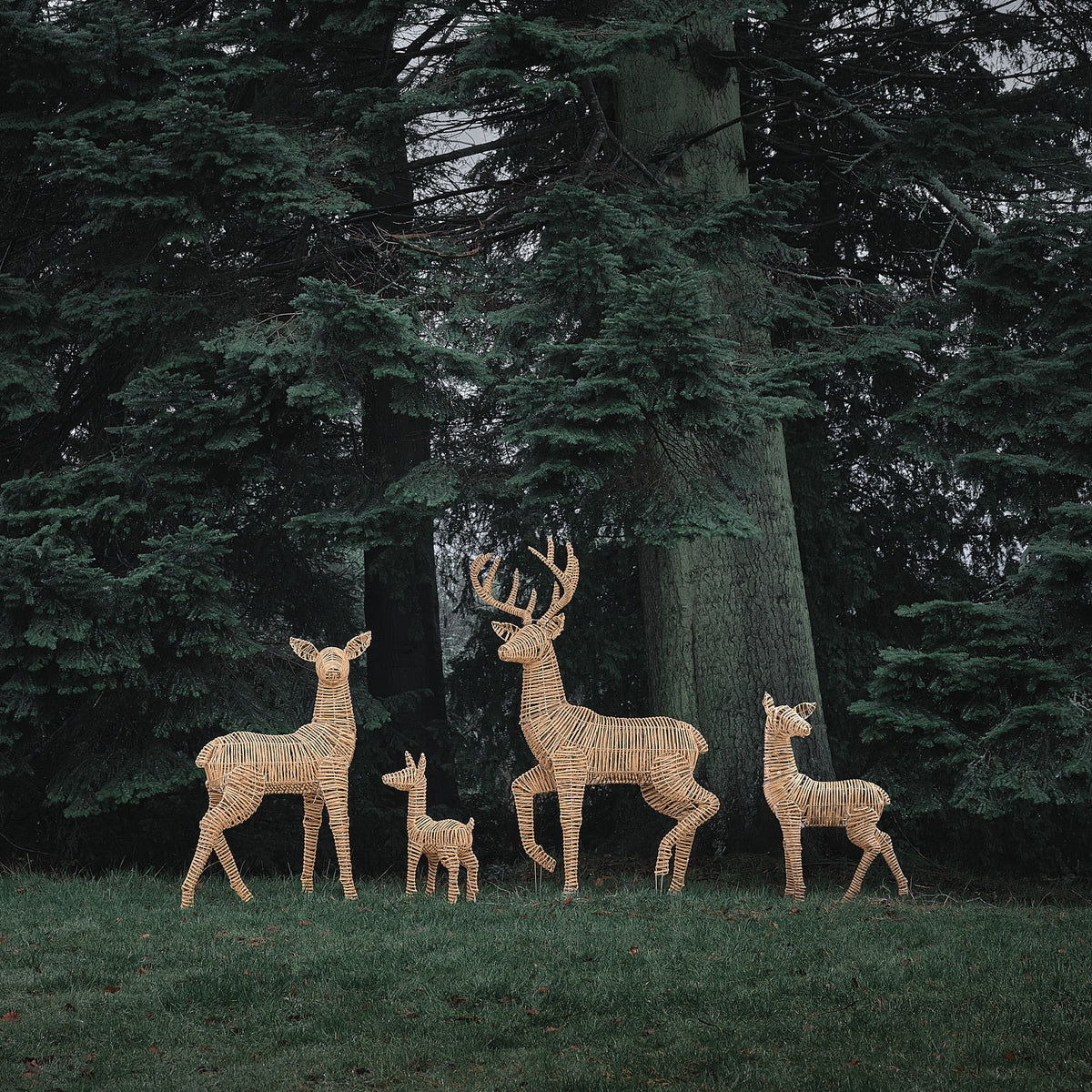 Leyburn Rentierfamilie