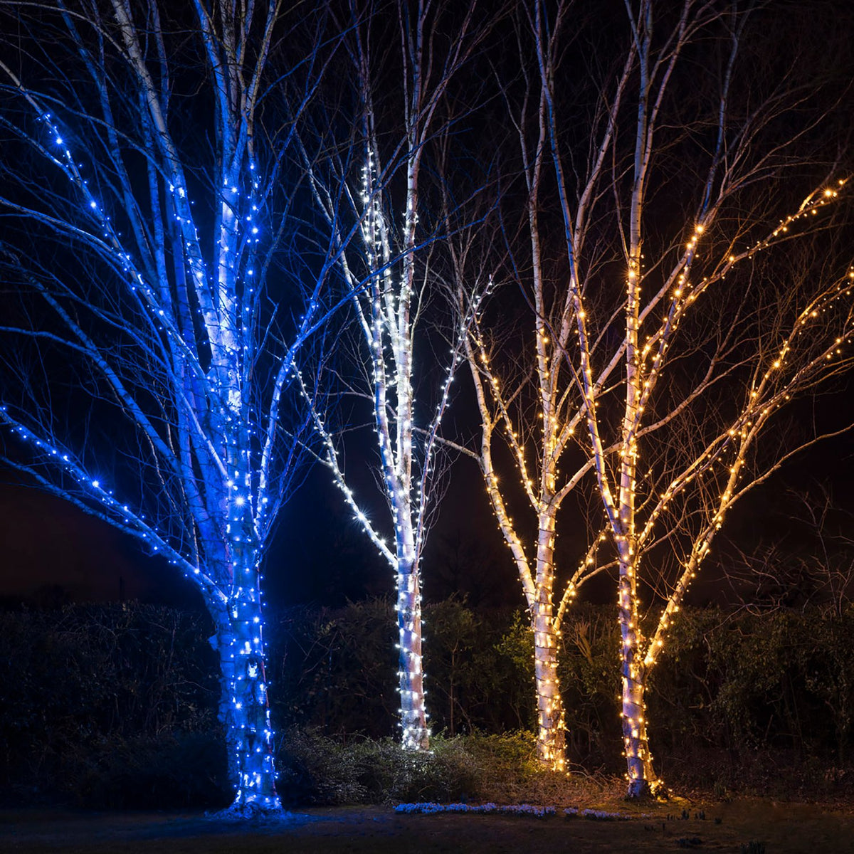 Drei Bäume mit unterschiedlich farbigen LED-Lichterketten in Blau, Weiß und Warmweiß bei Nacht
