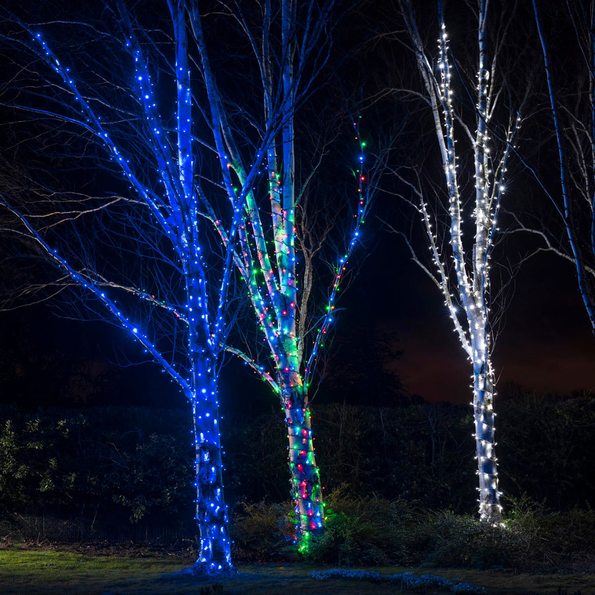 Mehrere Bäume mit bunten und weißen LED-Lichterketten beleuchtet bei Nacht