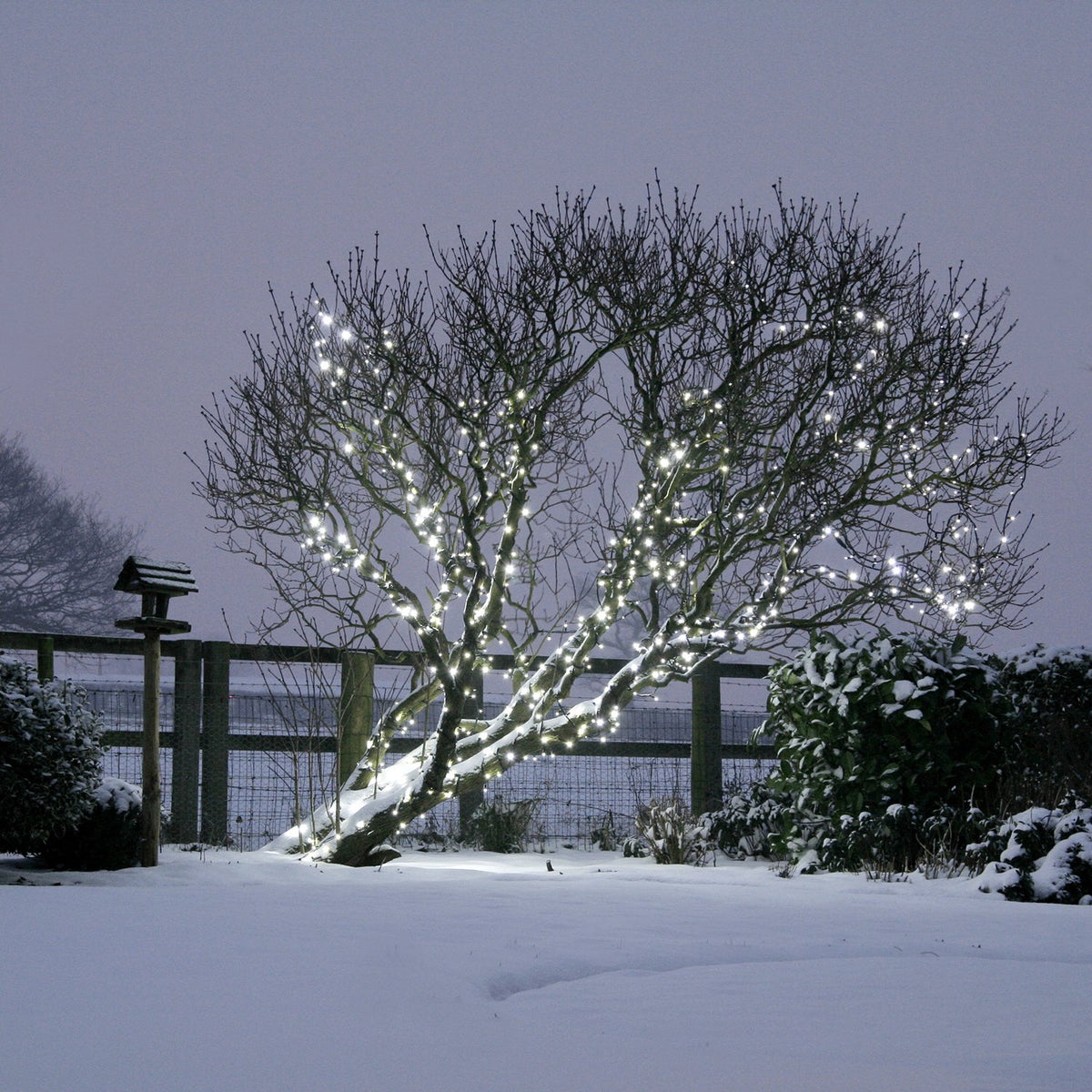 Baum im Schnee mit umwickelter weißer LED-Lichterkette, winterliche Abendstimmung