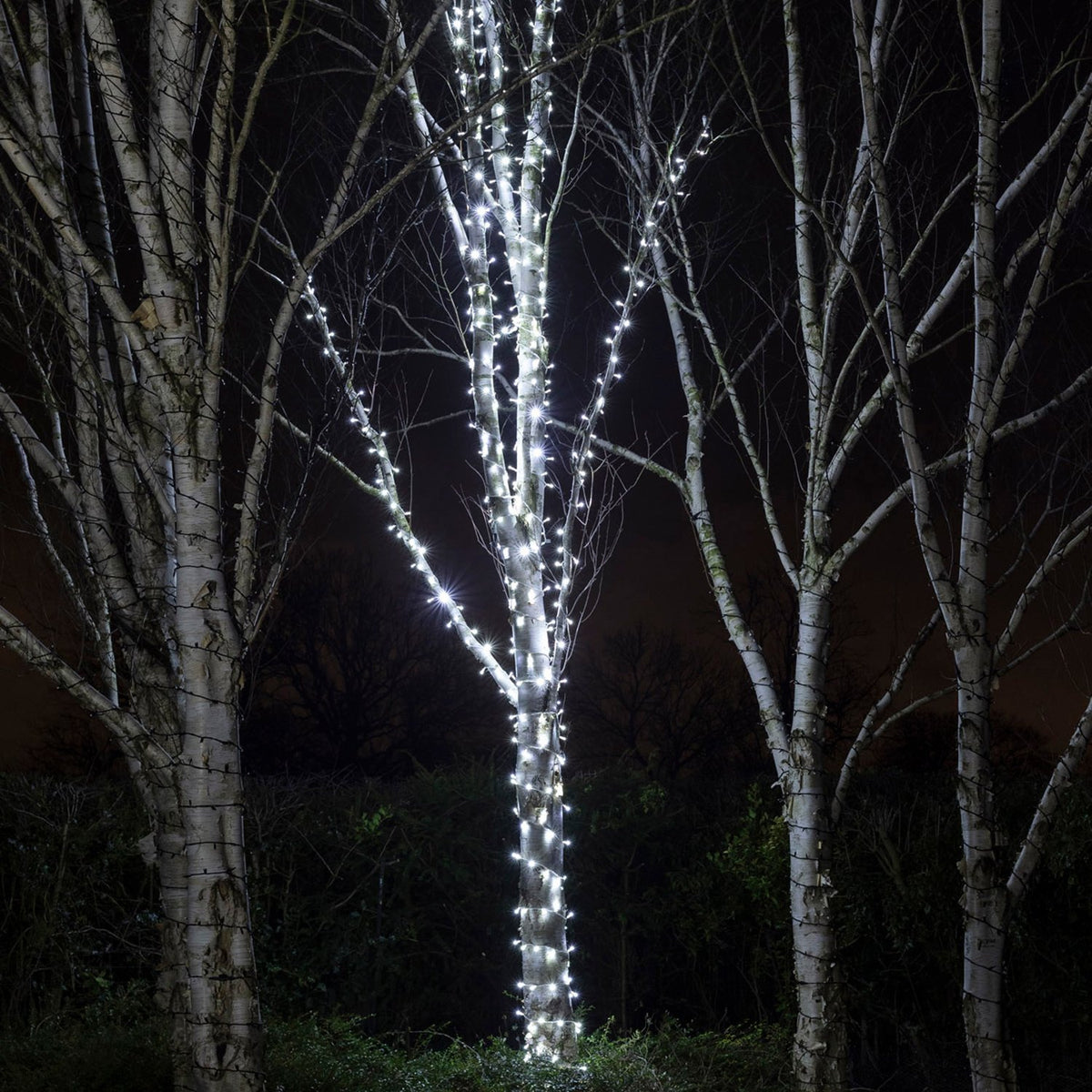 Mehrere Birkenbäume mit weiß leuchtenden LED-Lichterketten bei Nacht