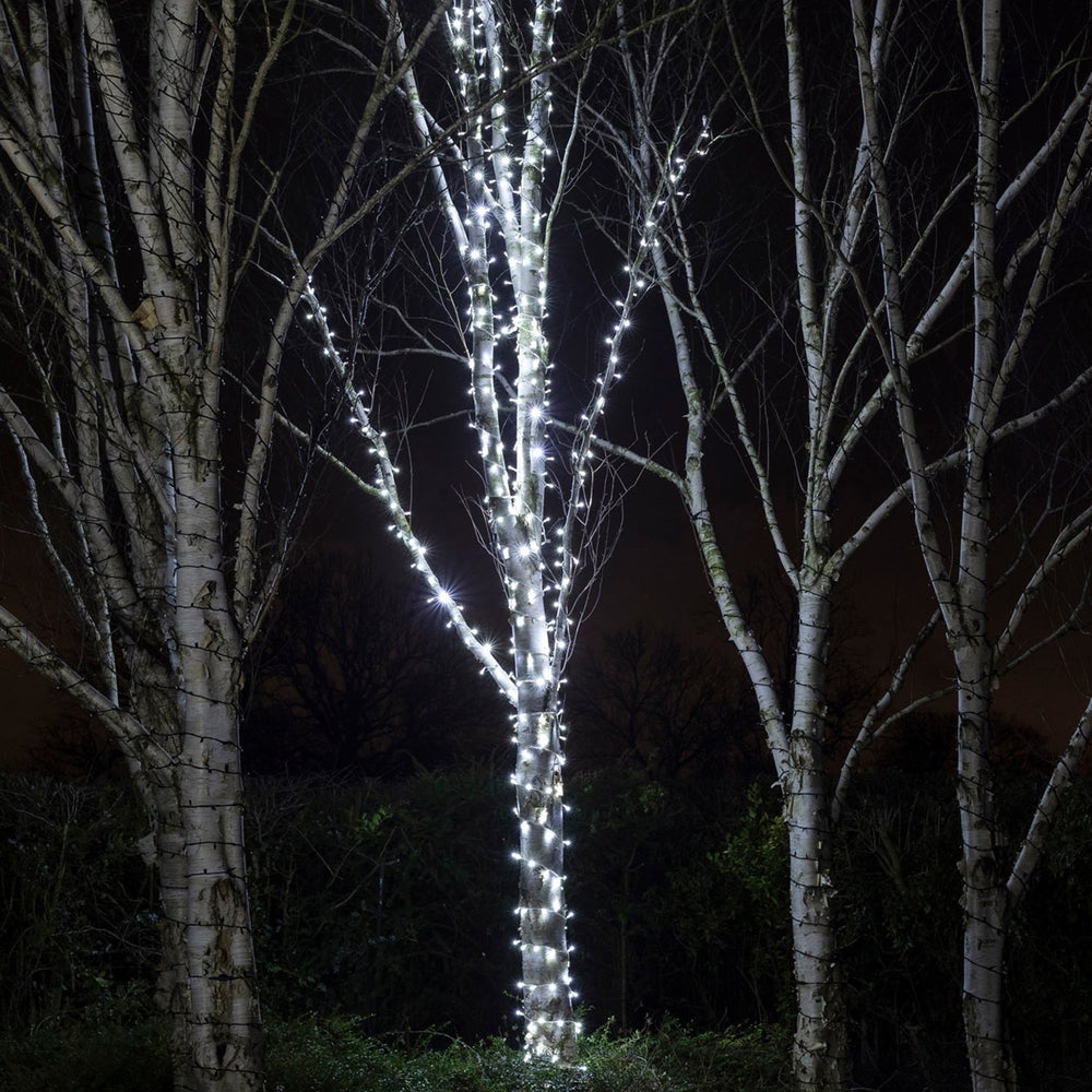 Mehrere Bäume mit weißen LED-Lichterketten umwickelt im Dunkeln