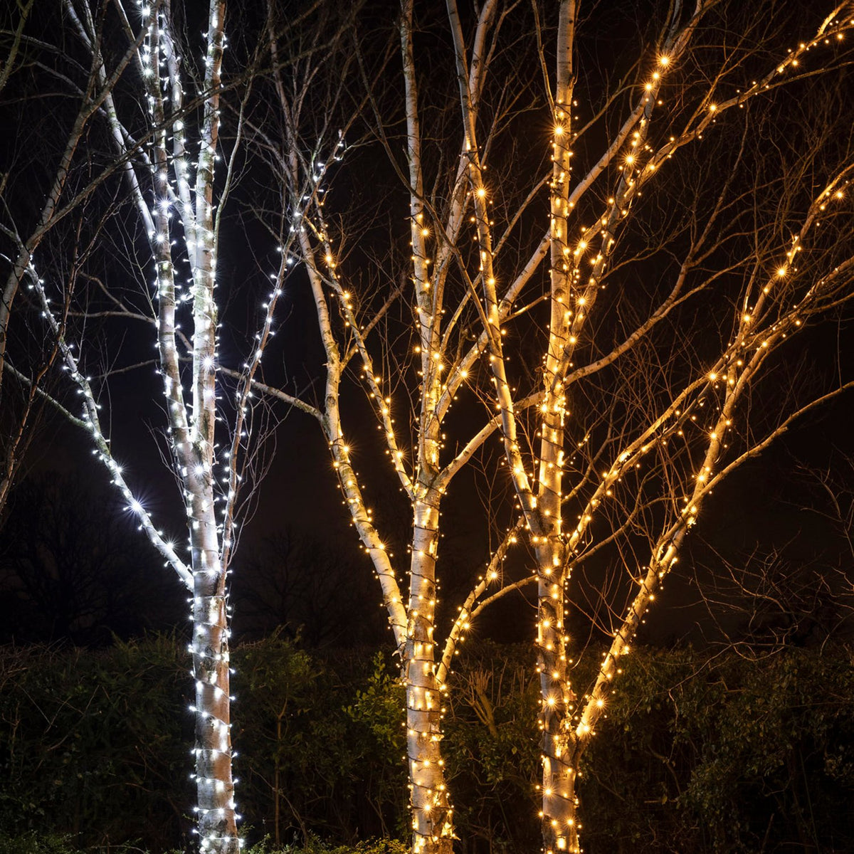 Bäume mit weißen und warmweißen LED-Lichterketten umwickelt bei Nacht