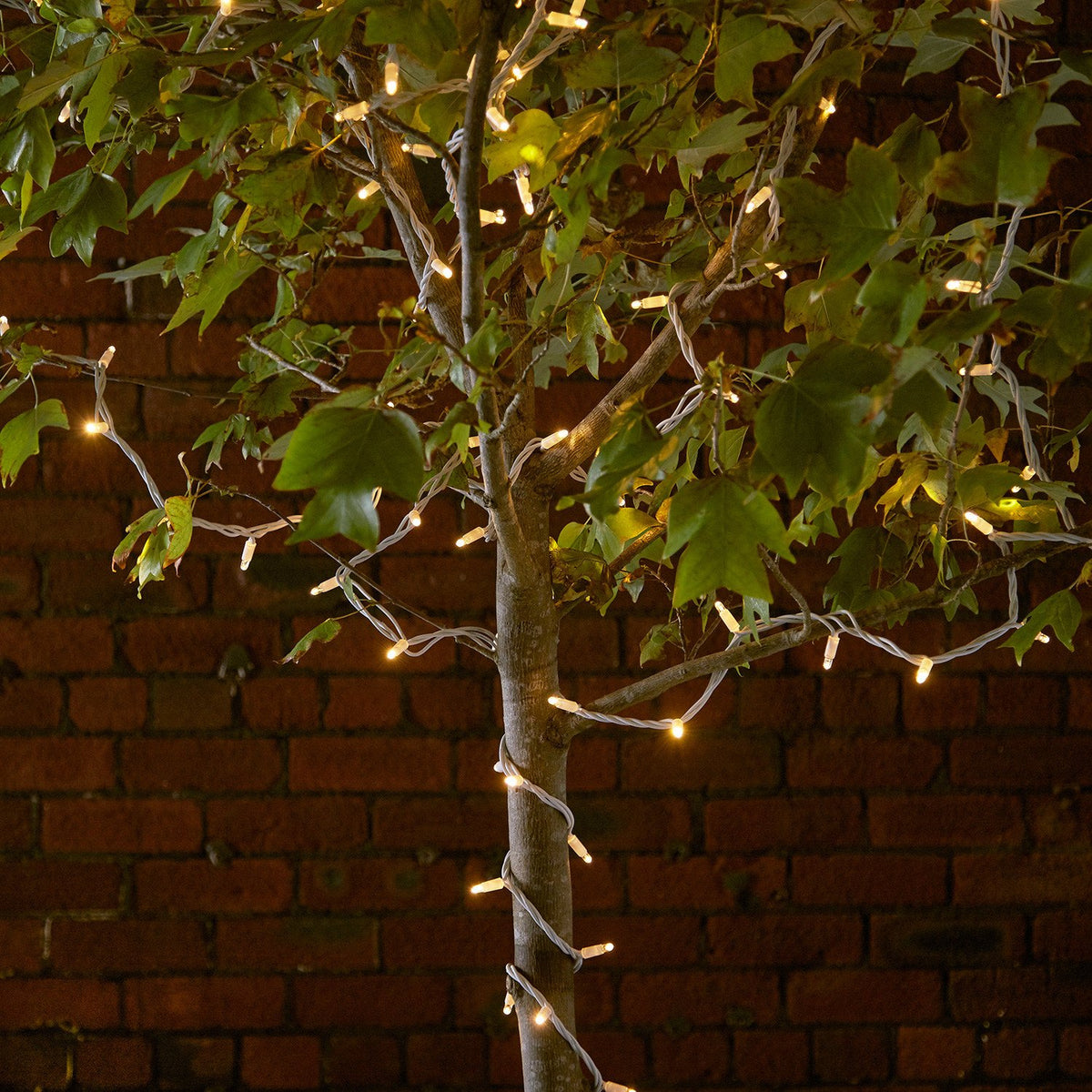 Warmweiße LED-Lichterkette mit weißem Kabel um einen Baumstamm und Äste gewickelt