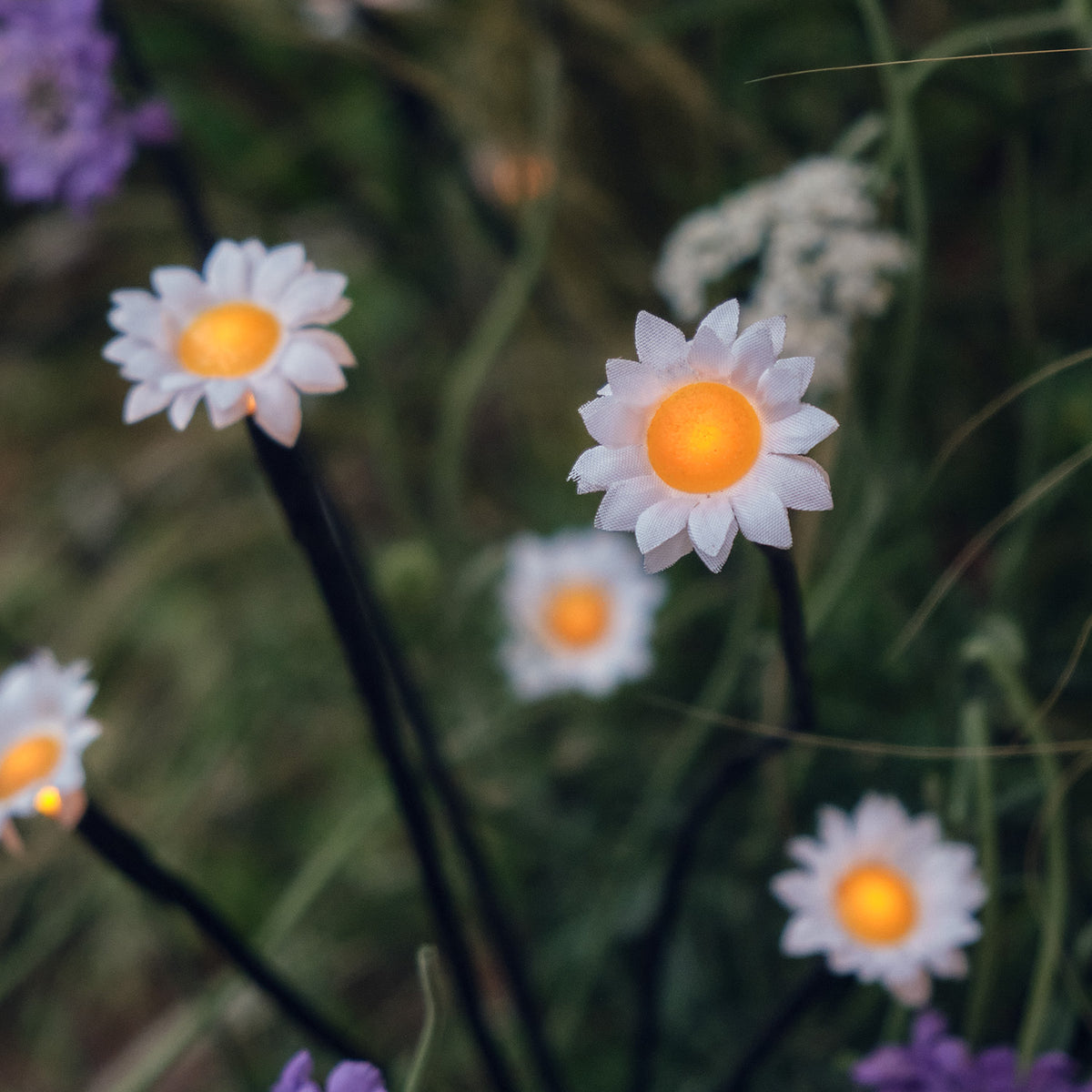 Mehrere leuchtende Gänseblümchen-Solarleuchten mit weißen Blüten im Außenbereich bei Dämmerung