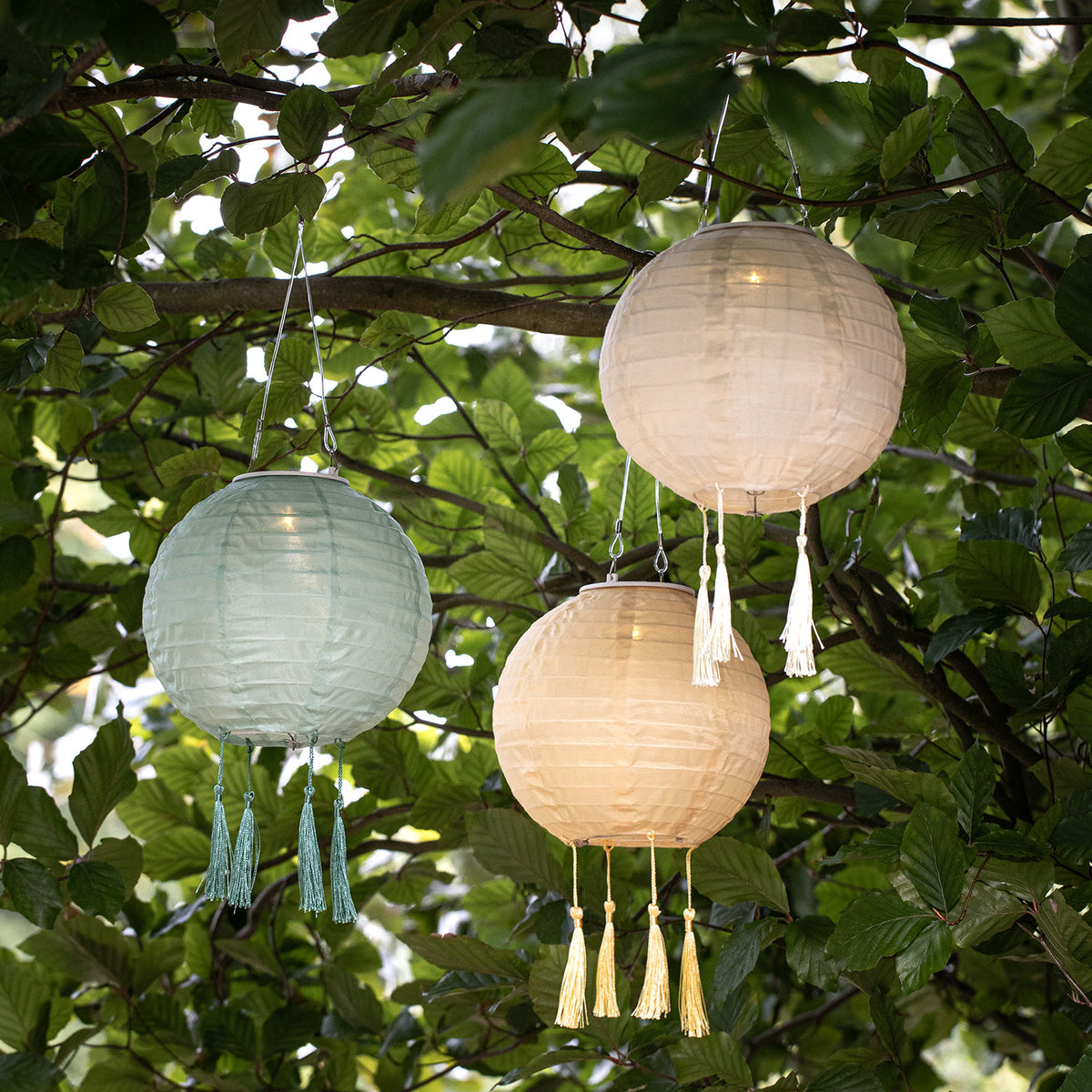 Drei Solar-Lampion in grün, gelb und crème hängen an einem Baumzweig