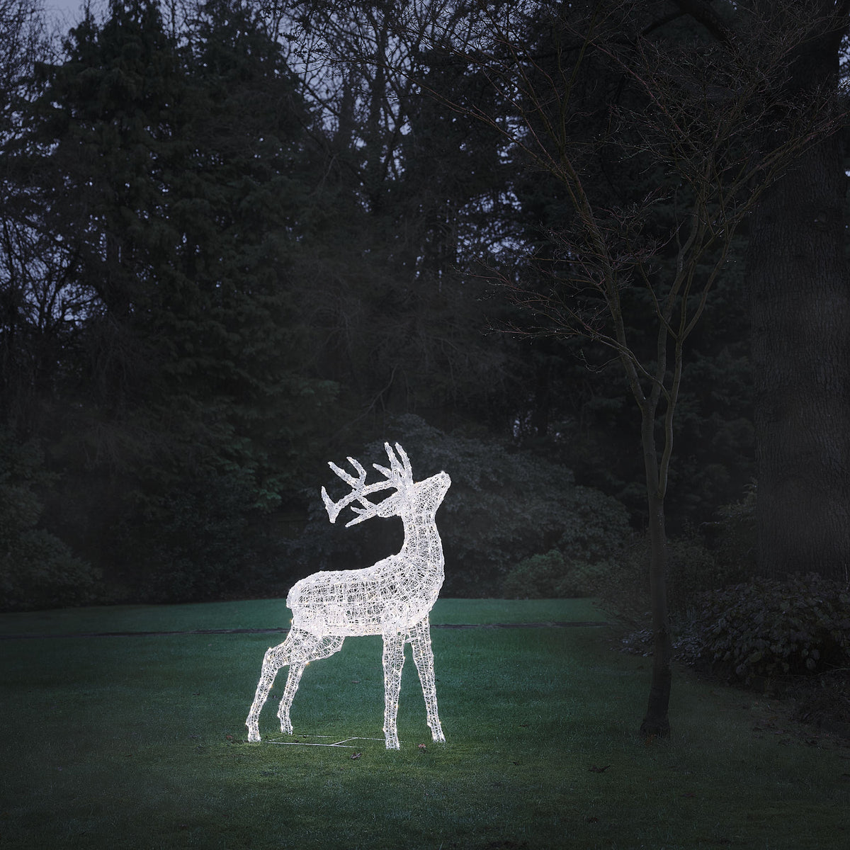 Bicolor LED-Rentier Hirsch XL Swinsty mit 450 LEDs in Kaltweiß