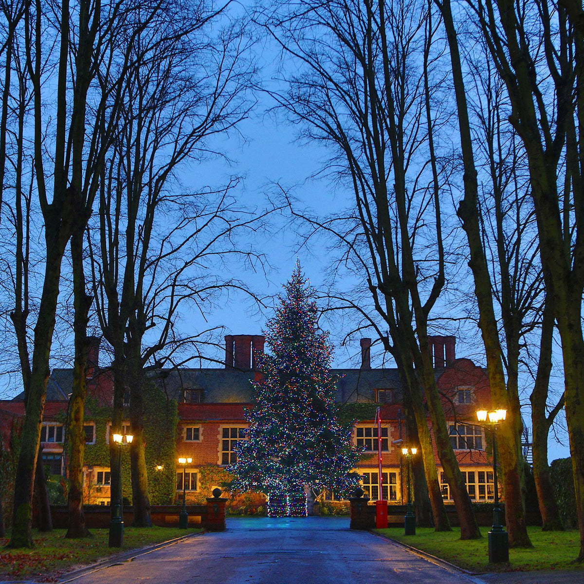 Weihnachtsbaum mit bunter LED-Lichterkette im Park, umgeben von Bäumen und historischen Gebäuden bei Dämmerung