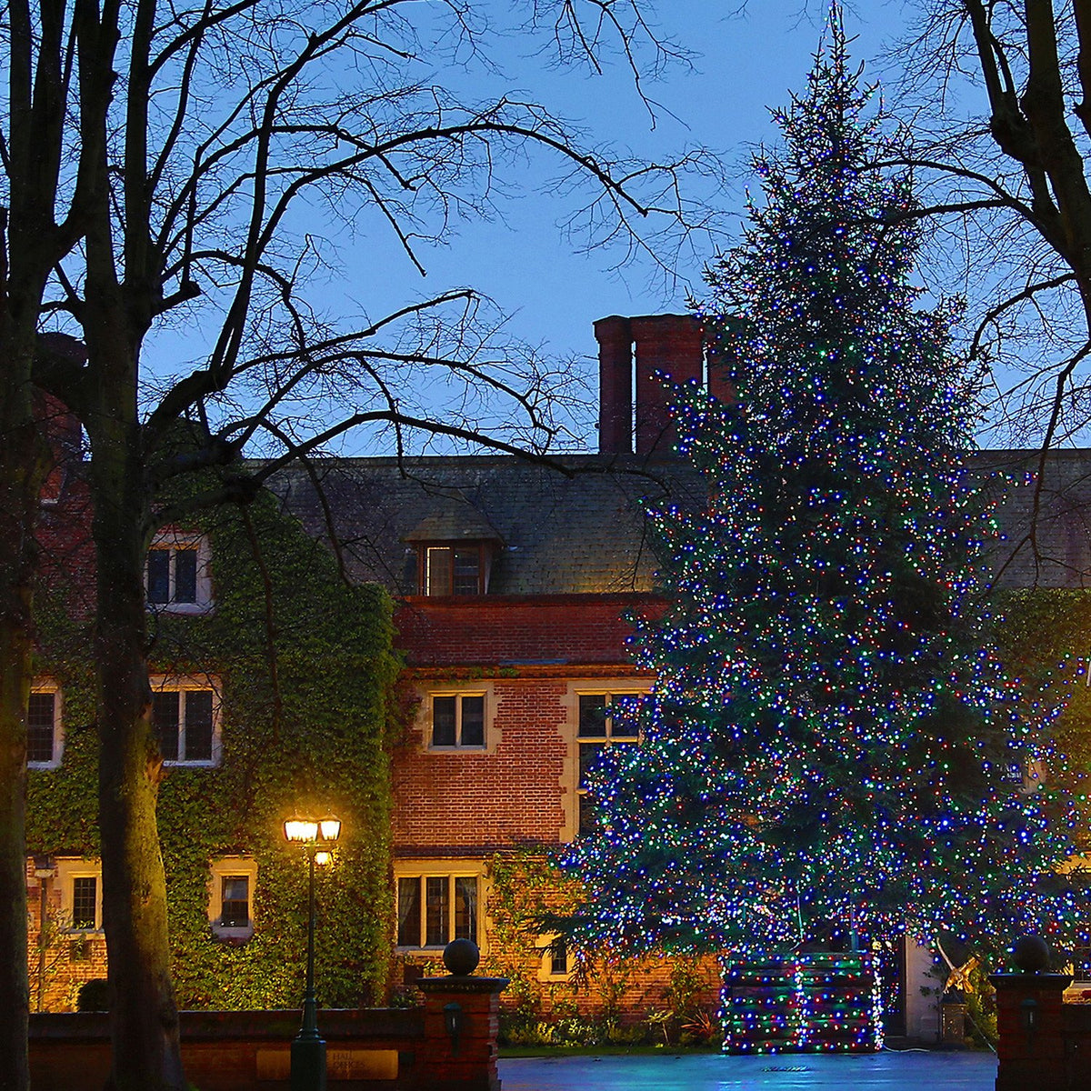 Großer Weihnachtsbaum draußen mit bunter LED-Lichterkette vor einem historischen Gebäude bei Abenddämmerung