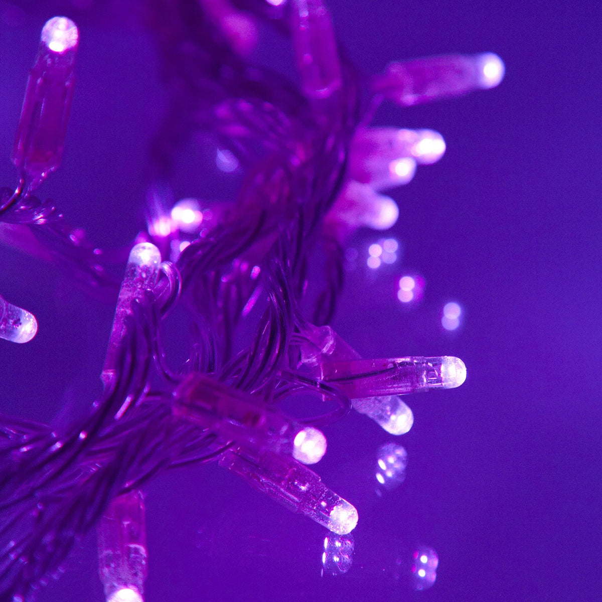 Detailaufnahme der lila leuchtenden LED-Lichterkette mit transparentem Kabel